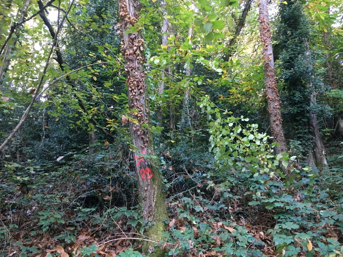 Abattage arbre Vallée Oudon_28 10 21_AVC